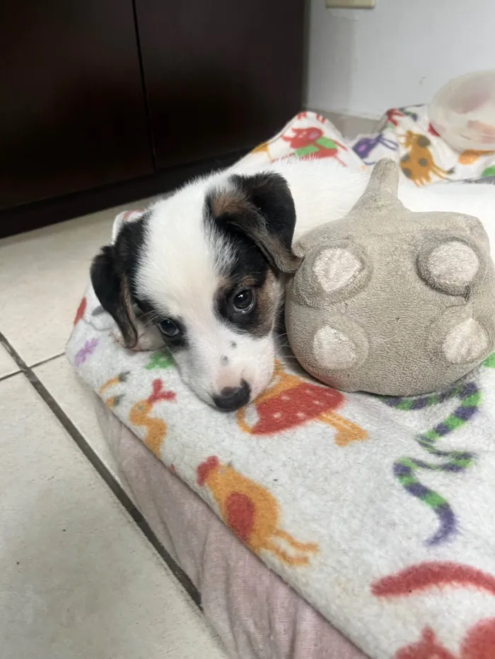 Cachorro ra a SRD-ViraLata idade Abaixo de 2 meses nome Bemny