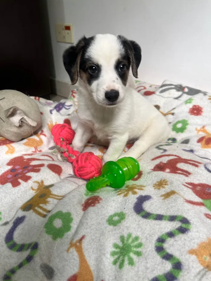 Cachorro ra a SRD-ViraLata idade Abaixo de 2 meses nome Bemny