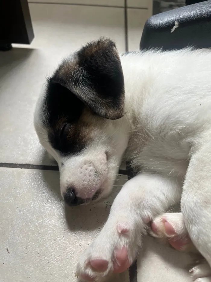 Cachorro ra a SRD-ViraLata idade Abaixo de 2 meses nome Bemny