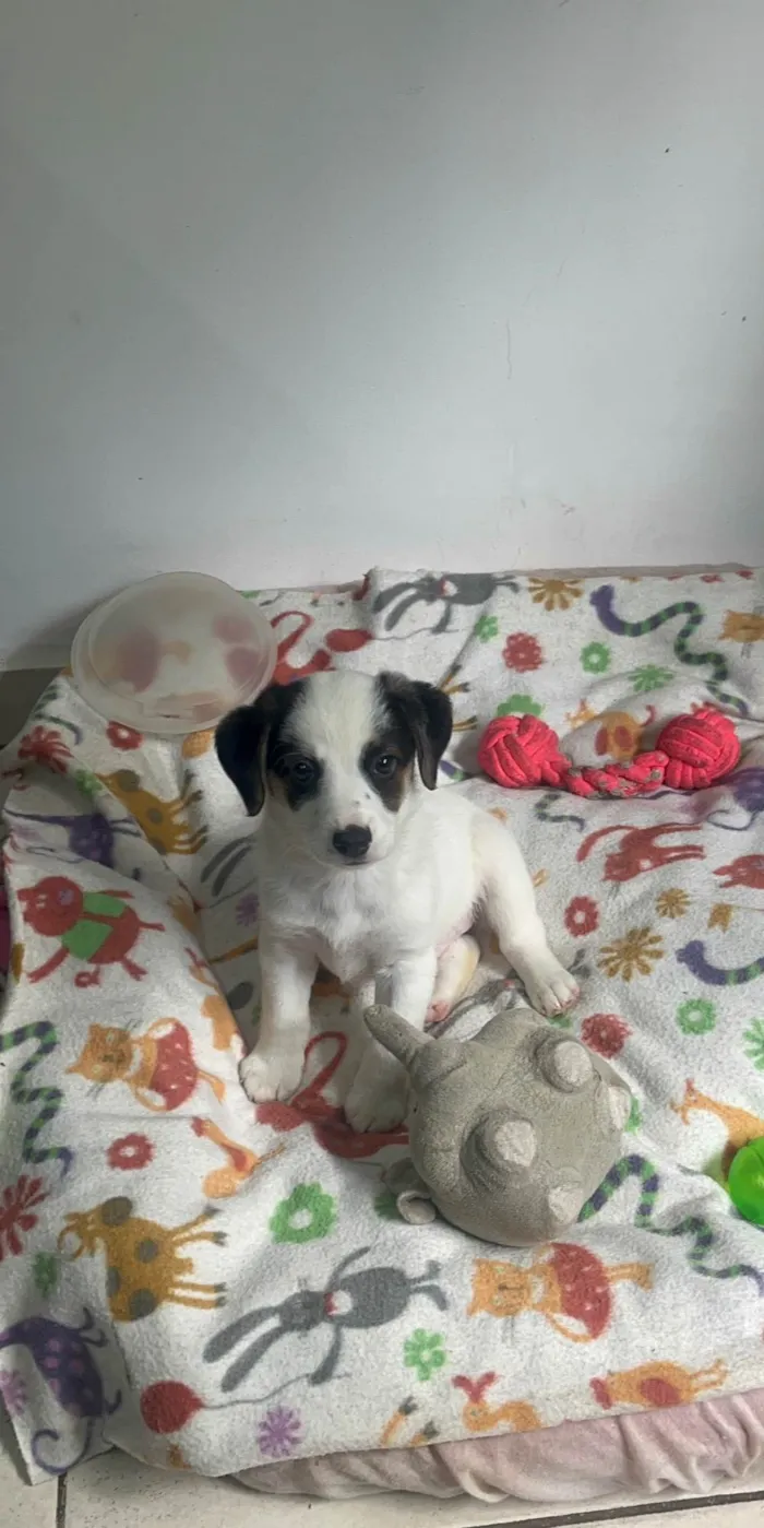 Cachorro ra a SRD-ViraLata idade Abaixo de 2 meses nome Bemny