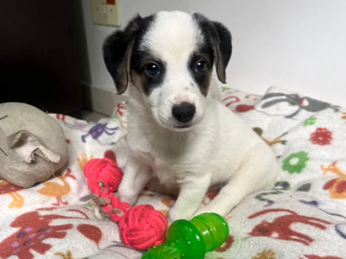 Cachorro ra a SRD-ViraLata idade Abaixo de 2 meses nome Bemny