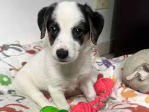 Cachorro raça SRD-ViraLata idade Abaixo de 2 meses nome Bemny