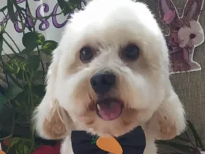 Cachorro raça Poodle idade 3 anos nome Chico 