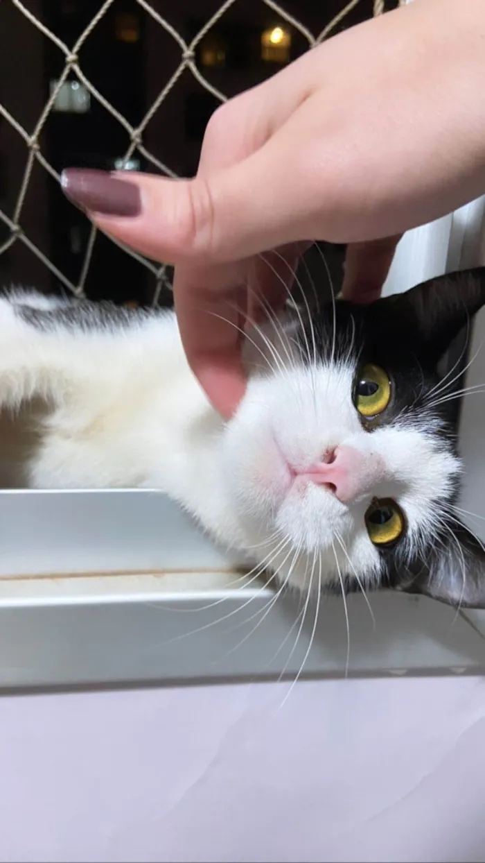 Gato ra a sem raçã idade 7 a 11 meses nome Tinho