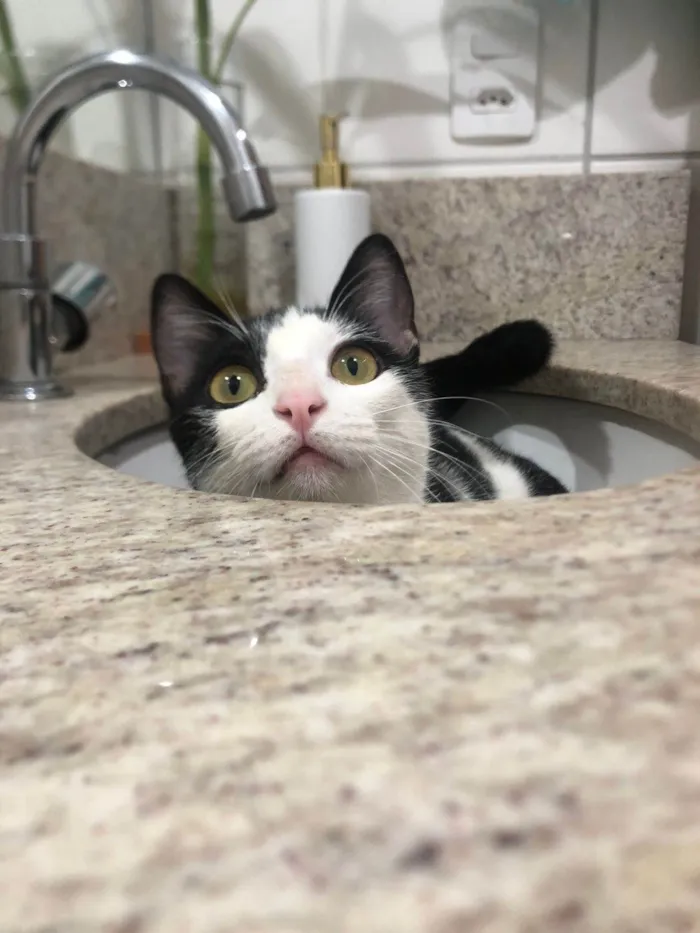 Gato ra a sem raçã idade 7 a 11 meses nome Tinho