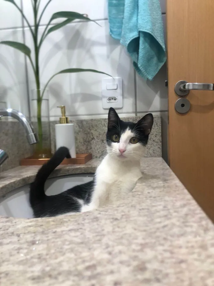 Gato ra a sem raçã idade 7 a 11 meses nome Tinho