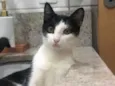 Tinho