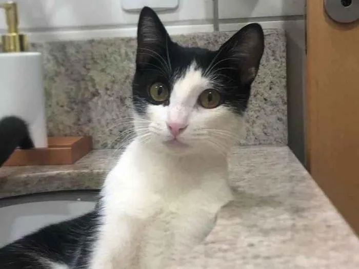 Gato ra a sem raçã idade 7 a 11 meses nome Tinho