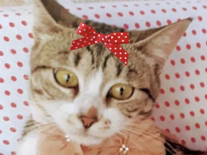 Gato ra a Mestica  idade 2 a 6 meses nome Chanel 