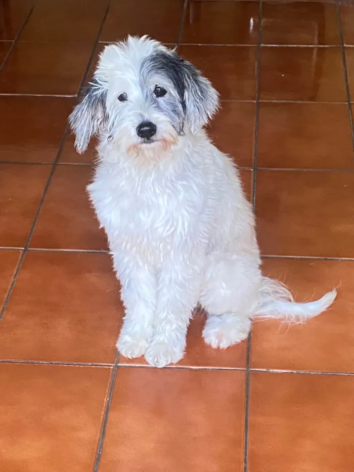 Cachorro ra a Poodle com viralata idade 6 ou mais anos nome Nina