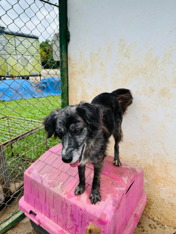 Cachorro ra a SRD-ViraLata idade 6 ou mais anos nome Aurora 