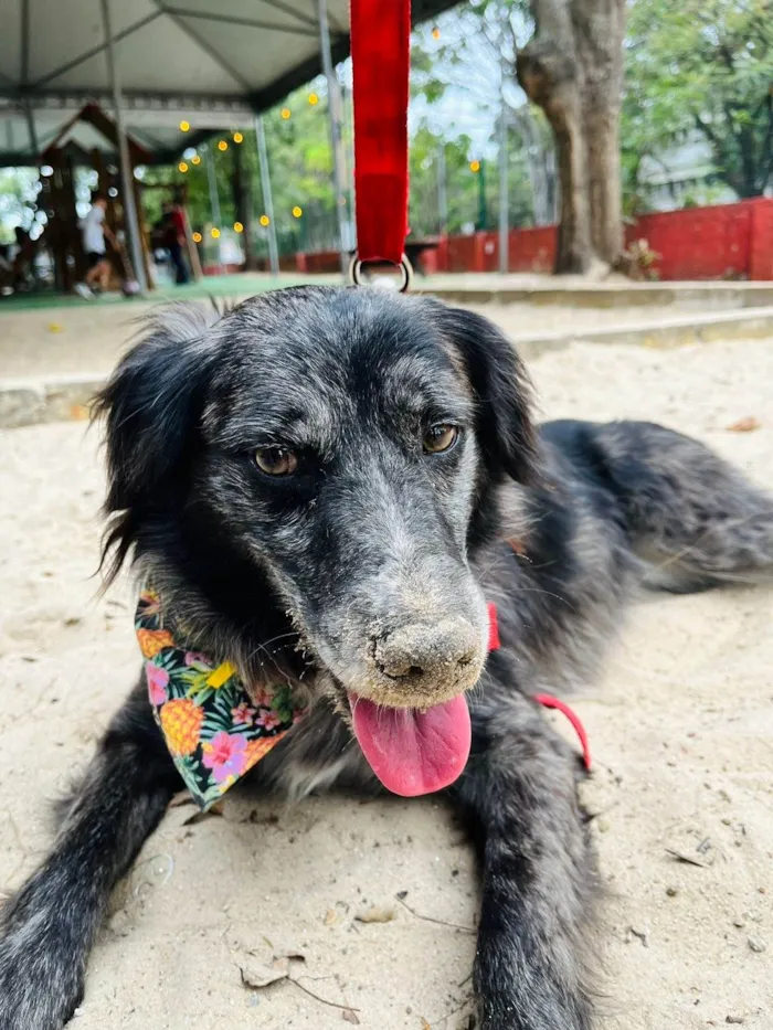 Cachorro ra a SRD-ViraLata idade 6 ou mais anos nome Aurora 