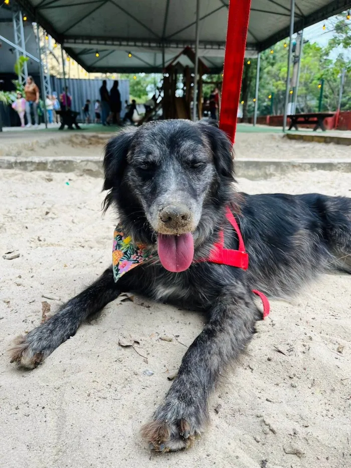 Cachorro ra a SRD-ViraLata idade 6 ou mais anos nome Aurora 