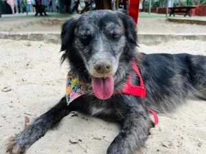 Cachorro raça SRD-ViraLata idade 6 ou mais anos nome Aurora 