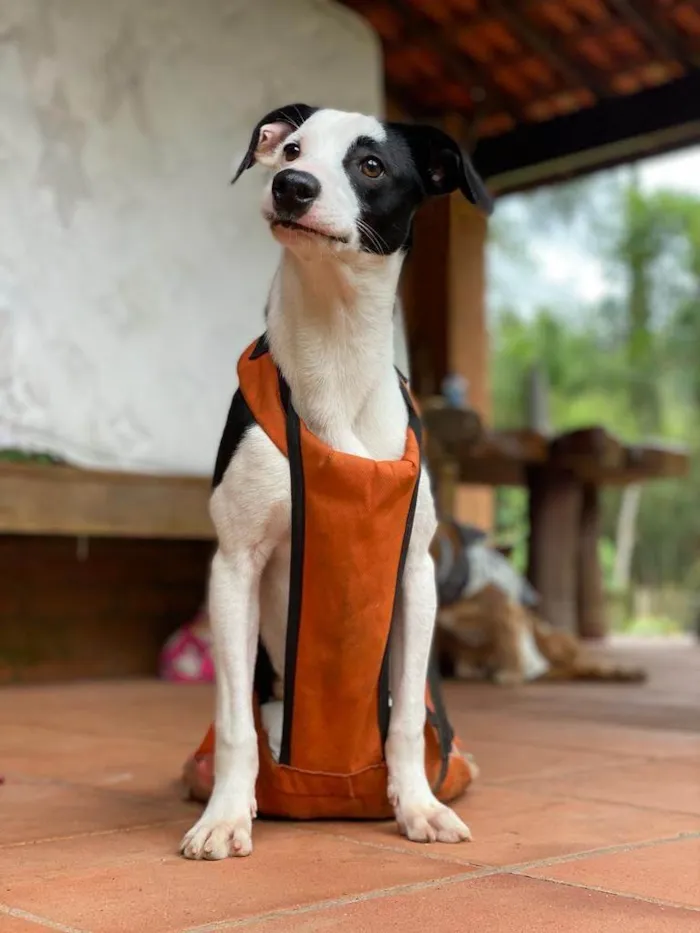 Cachorro ra a SRD idade 7 a 11 meses nome Bolinha