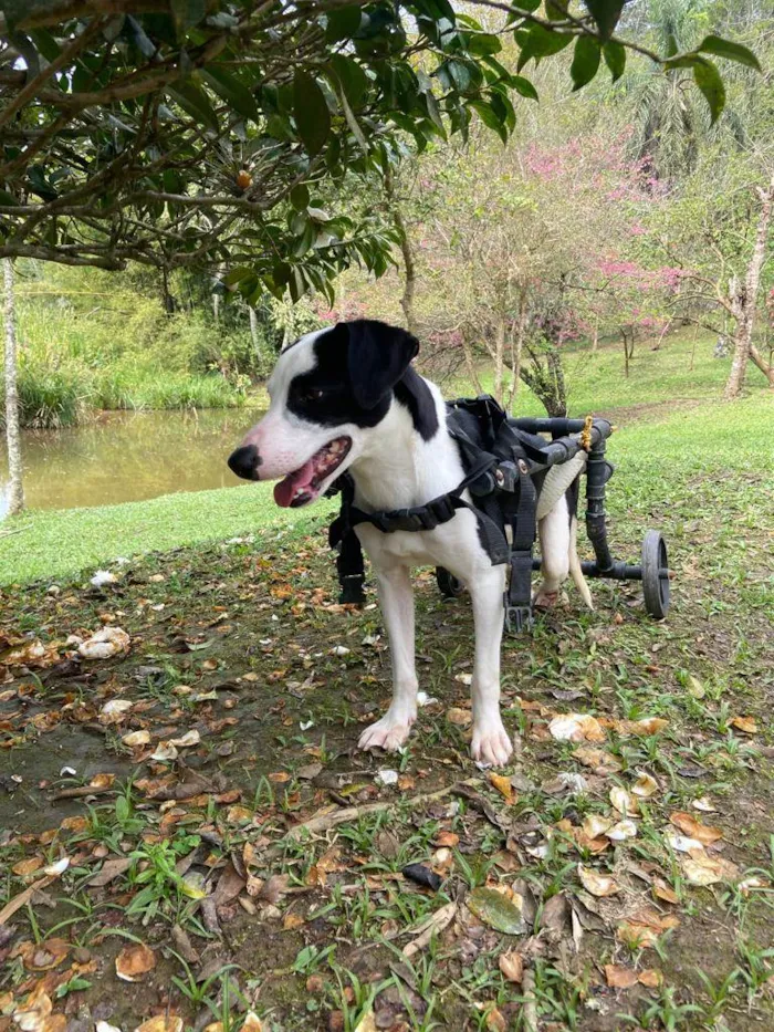 Cachorro ra a SRD idade 7 a 11 meses nome Bolinha