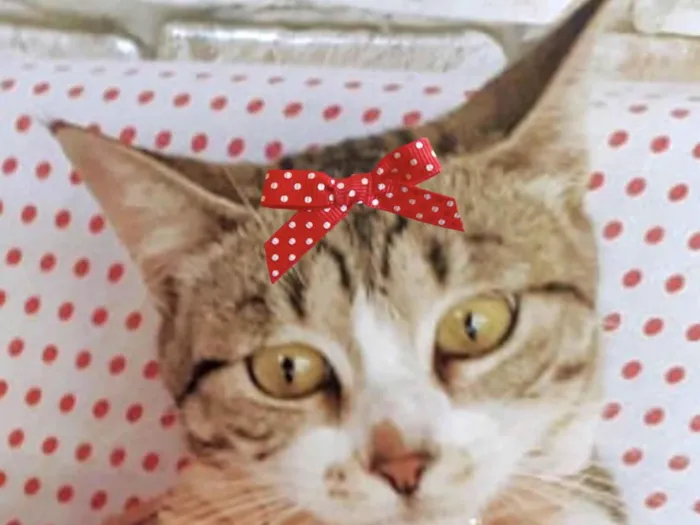 Gato ra a Mestica  idade 2 a 6 meses nome Chanel 