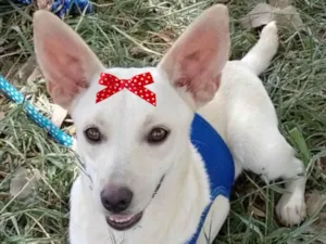 Cachorro raça Mestica  idade 7 a 11 meses nome Jolie 