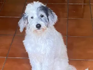 Cachorro raça Poodle com viralata idade 6 ou mais anos nome Nina