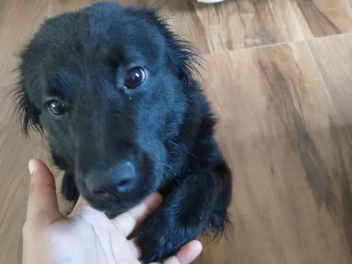 Cachorro ra a  idade 1 ano nome Aysha e Pérola 