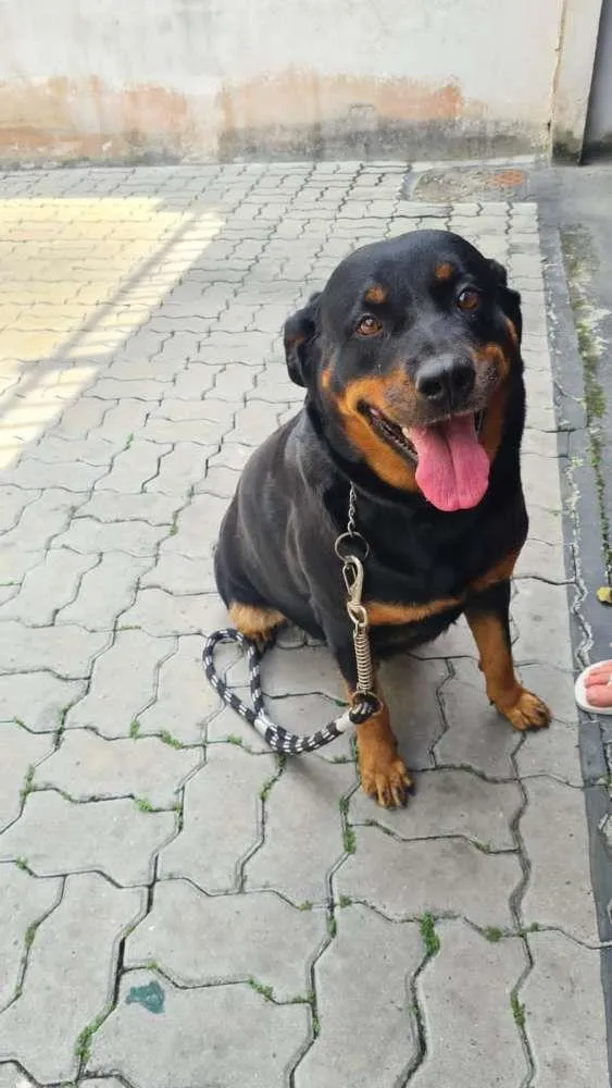 Cachorro ra a ROTWEILLER idade 6 ou mais anos nome MEL