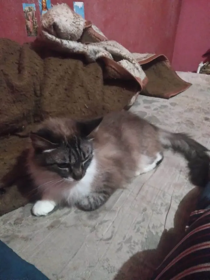 Gato ra a SRD-ViraLata idade 3 anos nome Lucy