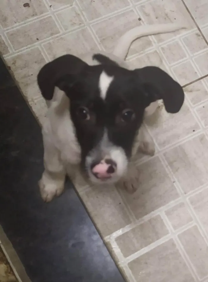 Cachorro ra a SRD-ViraLata idade 2 a 6 meses nome Snoopy