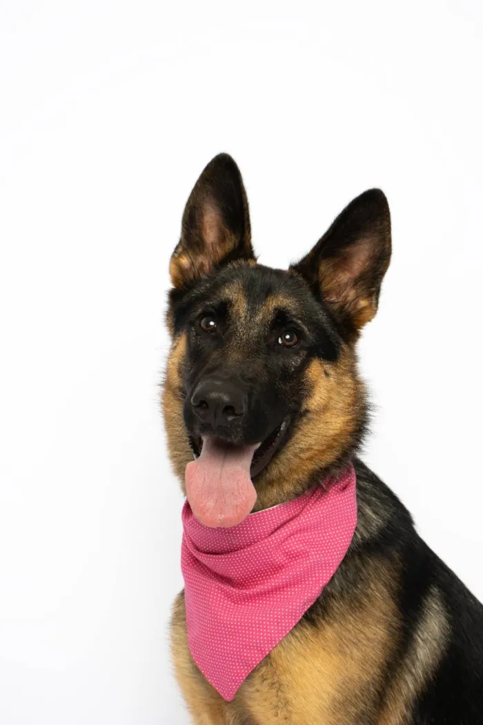 Cachorro ra a Pastor Alemão idade 7 a 11 meses nome Pandora