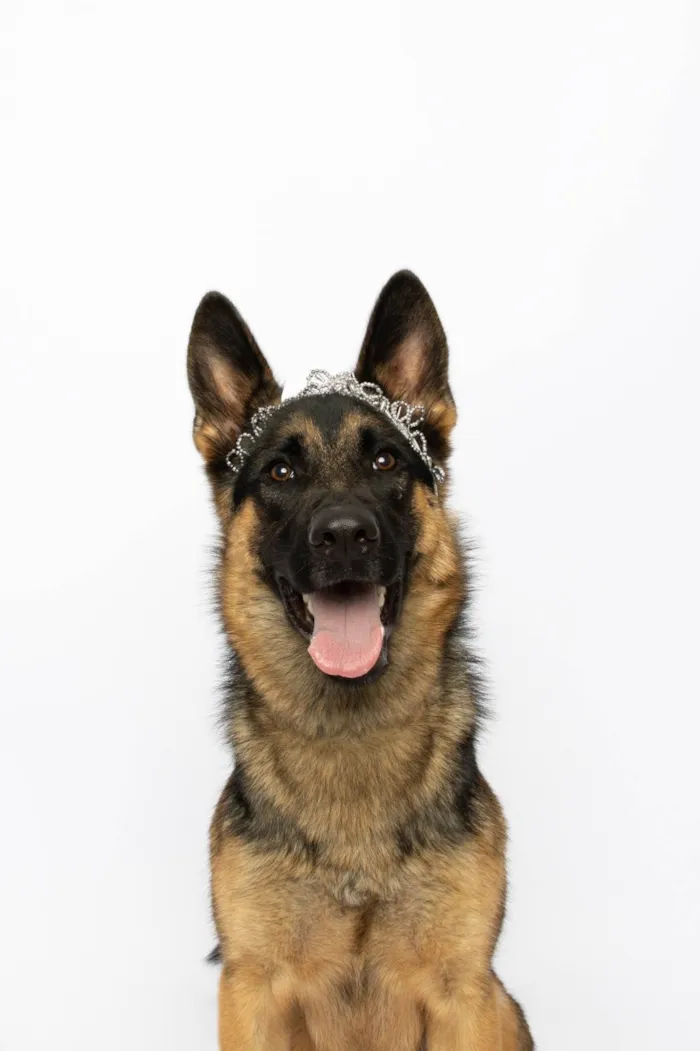 Cachorro ra a Pastor Alemão idade 7 a 11 meses nome Pandora
