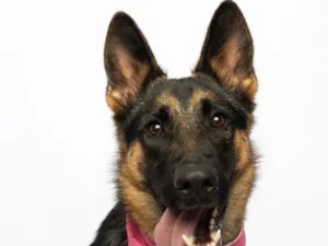 Cachorro raça Pastor Alemão idade 7 a 11 meses nome Pandora
