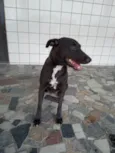 Preta