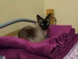 Milie