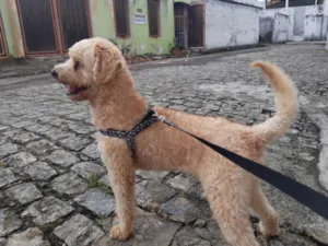 Cachorro raça Poodle idade 3 anos nome Lion