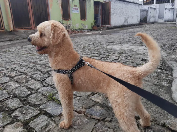 Cachorro ra a Poodle idade 3 anos nome Lion