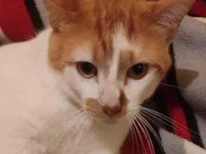 Gato raça SRD-ViraLata idade 1 ano nome /Théo 