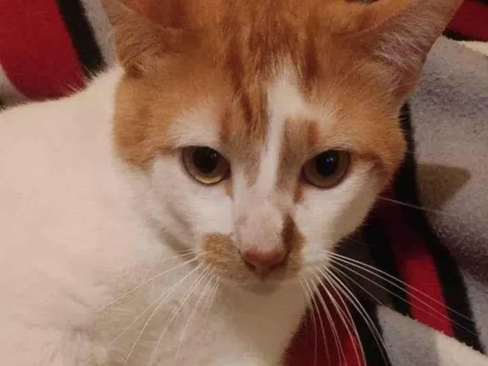 Gato ra a SRD-ViraLata idade 1 ano nome /Théo 
