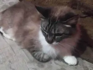 Gato raça SRD-ViraLata idade 3 anos nome Lucy