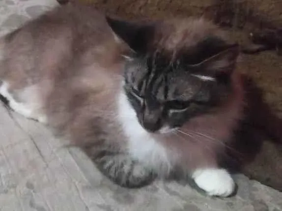Gato ra a SRD-ViraLata idade 3 anos nome Lucy