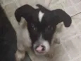Snoopy