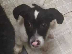 Cachorro raça SRD-ViraLata idade 2 a 6 meses nome Snoopy