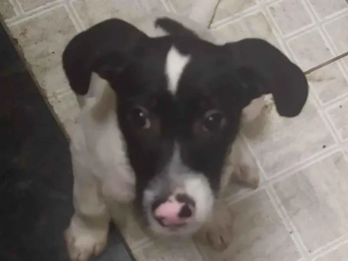 Cachorro ra a SRD-ViraLata idade 2 a 6 meses nome Snoopy
