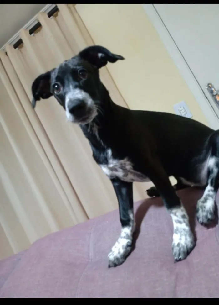 Cachorro ra a Srd idade 2 anos nome Jully