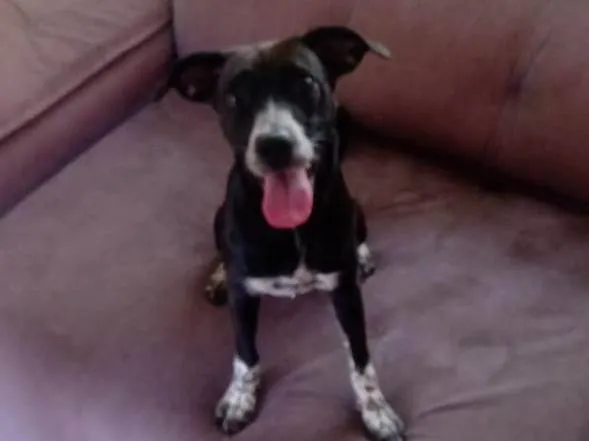 Cachorro ra a Srd idade 2 anos nome Jully