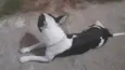 Maya