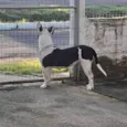 Maya