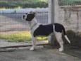 Maya