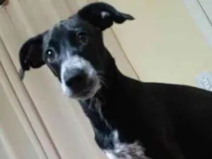 Cachorro raça Srd idade 2 anos nome Jully
