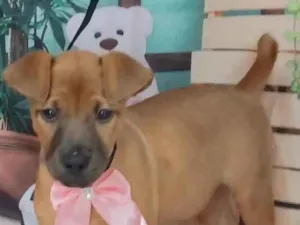 Cachorro raça SRD idade 2 a 6 meses nome Mel