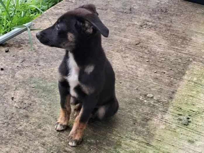 Cachorro ra a SRD-ViraLata idade 2 a 6 meses nome Desconhecido