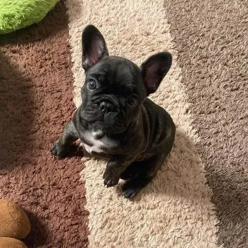 Cachorro ra a Bulldog idade 2 a 6 meses nome Fred